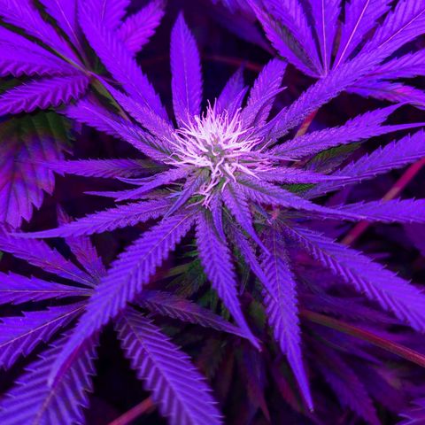 Dynamite #2 🍊 growlog timeline photo