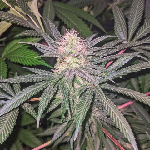 Dynamite #2 🍊 growlog timeline photo