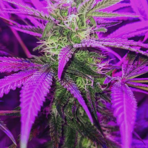 Dynamite #2 🍊 growlog timeline photo