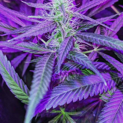 Auto Northern Lights 🌟 growlog timeline photo