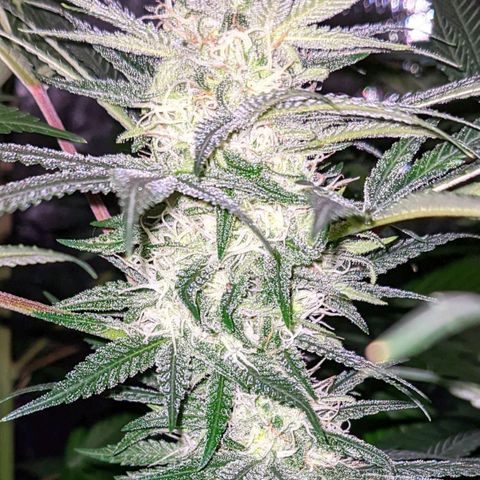 Dynamite #2 🍊 growlog timeline photo