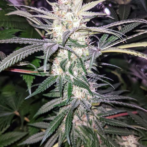 Dynamite #2 🍊 growlog timeline photo