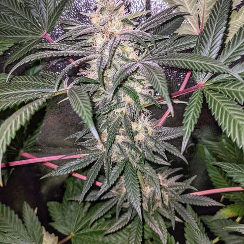 Dynamite #2 🍊 growlog timeline photo