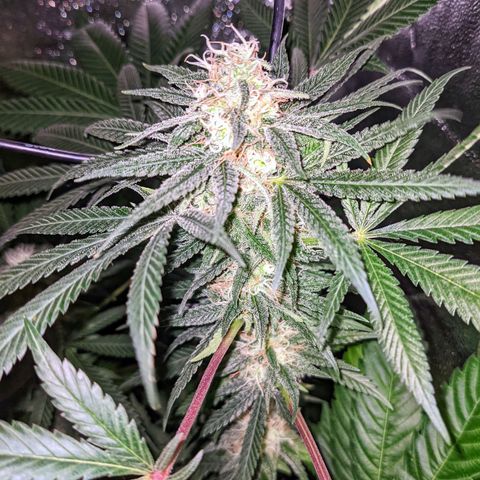 Dynamite #2 🍊 growlog timeline photo