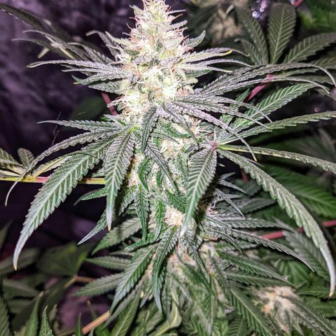 Dynamite #2 🍊 growlog timeline photo