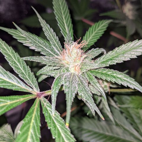 Dynamite 🍊 growlog timeline photo