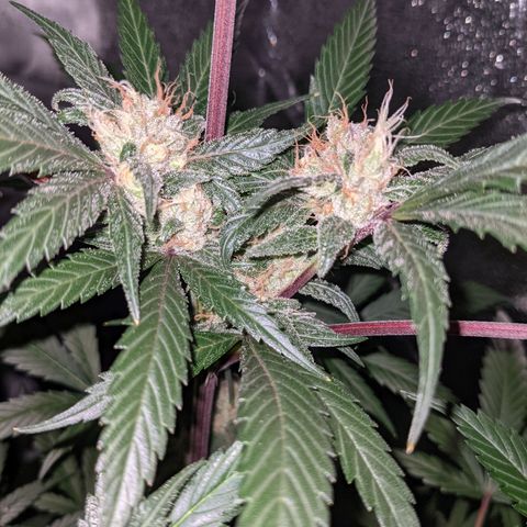 Dynamite 🍊 growlog timeline photo