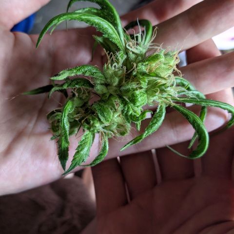 Dynamite 🍊 growlog timeline photo