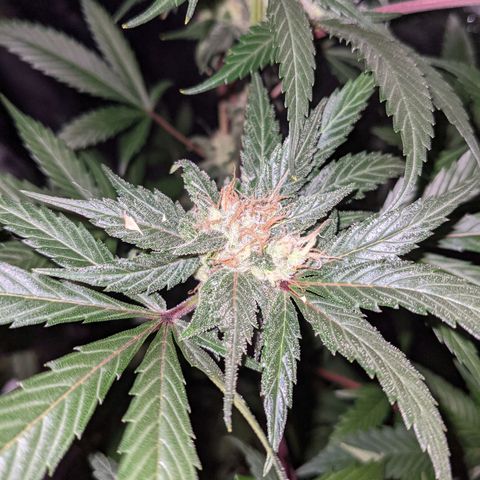 Dynamite 🍊 growlog timeline photo