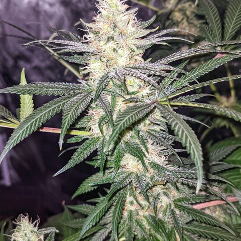 Dynamite #2 🍊 growlog timeline photo