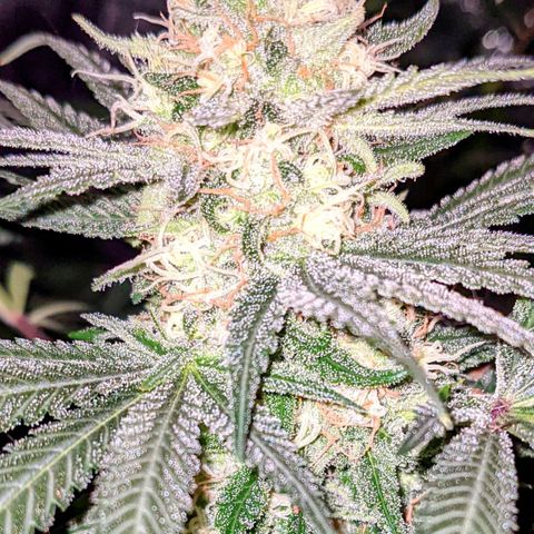 Dynamite #2 🍊 growlog timeline photo