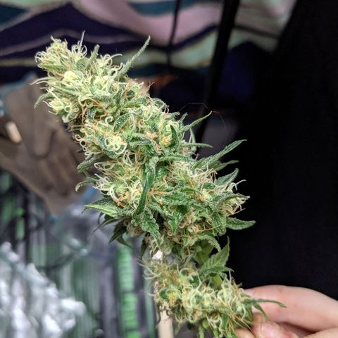 Dynamite #2 🍊 growlog timeline photo