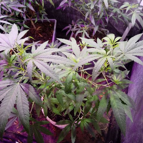 Cheese REVERTIDA growlog timeline photo