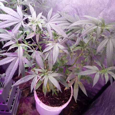 Cheese REVERTIDA growlog timeline photo