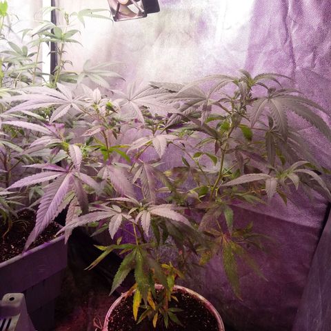 Cheese REVERTIDA growlog timeline photo