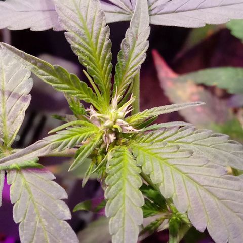 Cheese REVERTIDA growlog timeline photo