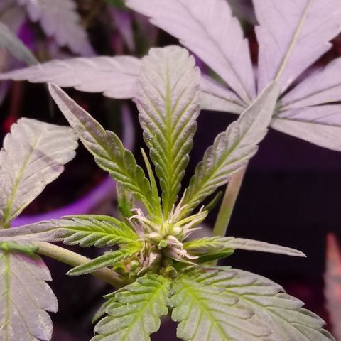 Cheese REVERTIDA growlog timeline photo