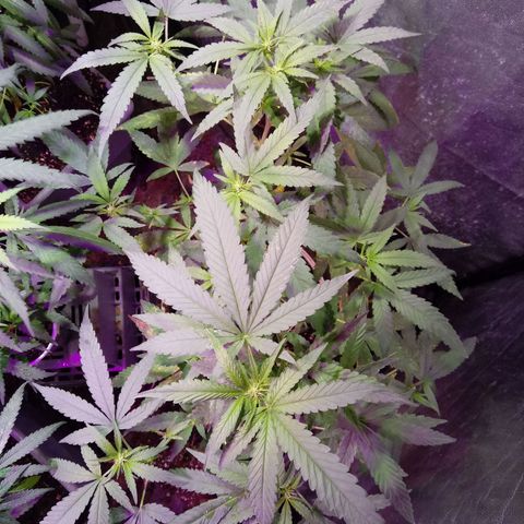 Cheese REVERTIDA growlog timeline photo
