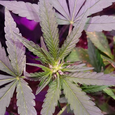Cheese REVERTIDA growlog timeline photo
