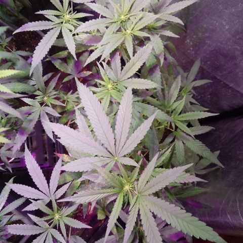 Cheese REVERTIDA growlog timeline photo