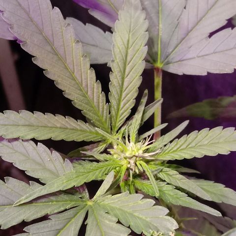 Cheese REVERTIDA growlog timeline photo