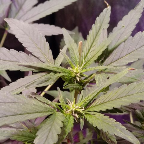 Cheese REVERTIDA growlog timeline photo