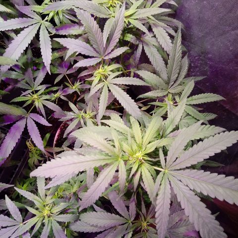 Cheese REVERTIDA growlog timeline photo