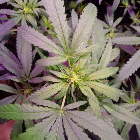 Cheese REVERTIDA growlog timeline photo