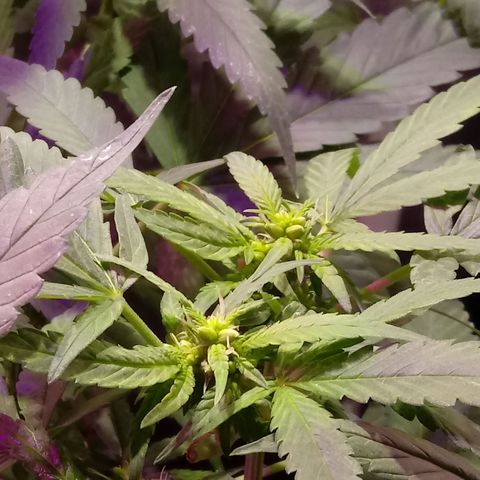 Cheese REVERTIDA growlog timeline photo