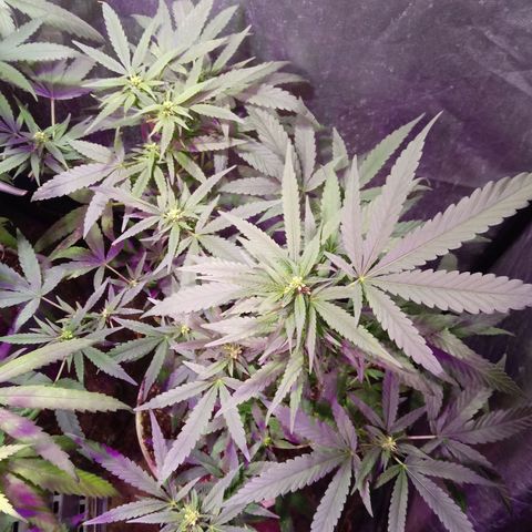 Cheese REVERTIDA growlog timeline photo