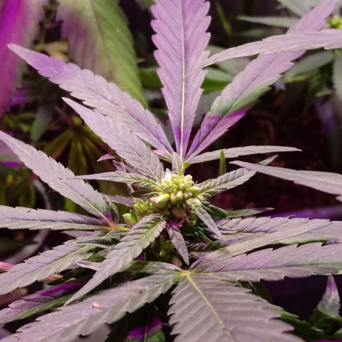 Cheese REVERTIDA growlog timeline photo