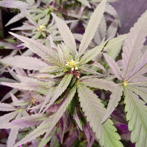 Cheese REVERTIDA growlog timeline photo
