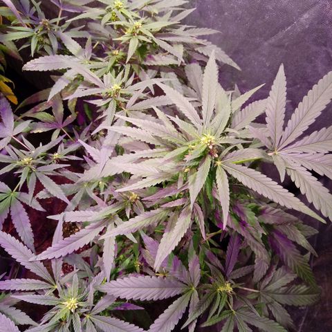 Cheese REVERTIDA growlog timeline photo