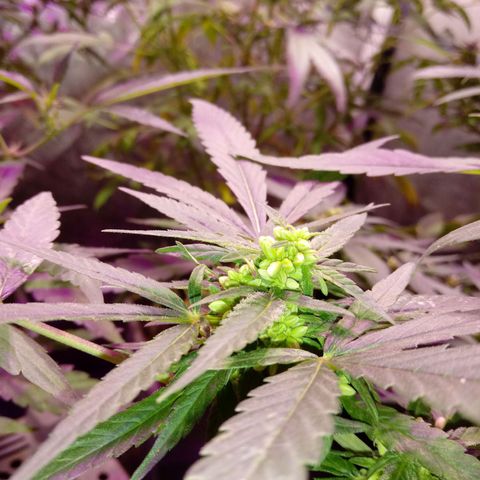 Cheese REVERTIDA growlog timeline photo