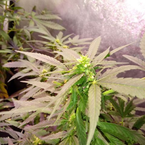Cheese REVERTIDA growlog timeline photo