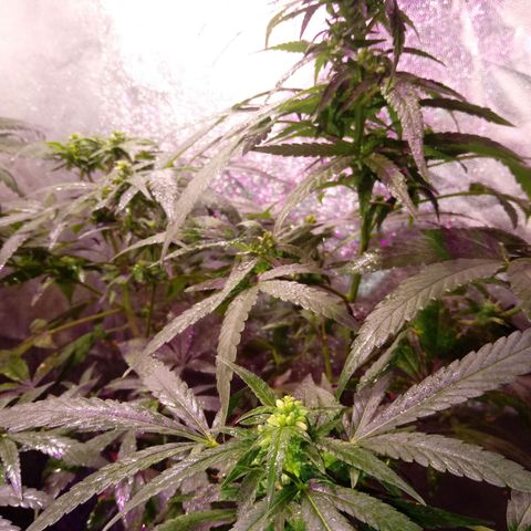 Cheese REVERTIDA growlog timeline photo