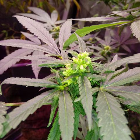 Cheese REVERTIDA growlog timeline photo