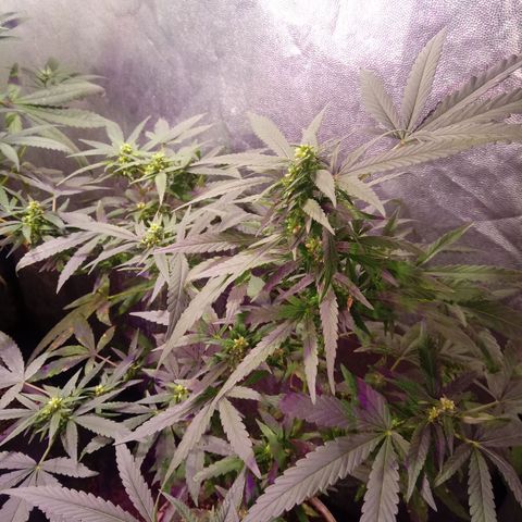Cheese REVERTIDA growlog timeline photo