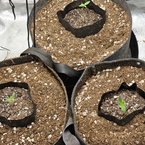 Mango Smile #3 growlog timeline photo