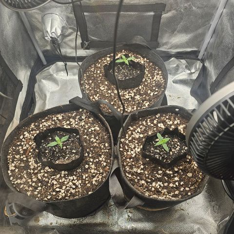 Mango Smile #3 growlog photo: Watered today. Also turned the light up a little bit as they are starting to get close to veg