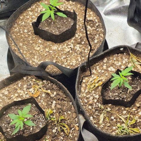 Mango Smile #3 growlog timeline photo