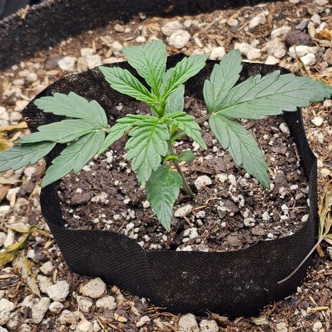 Mango Smile #3 growlog timeline photo