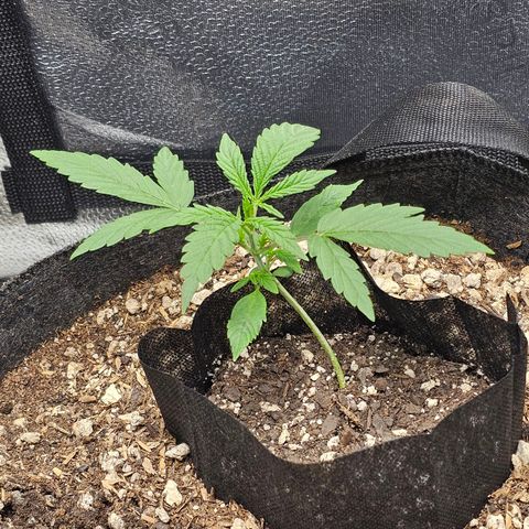 Mango Smile #3 growlog timeline photo