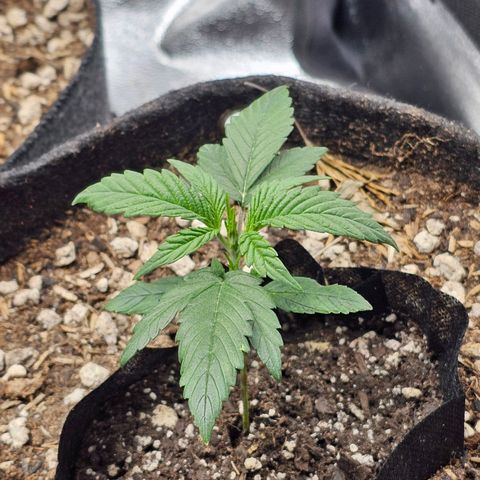Mango Smile #3 growlog timeline photo