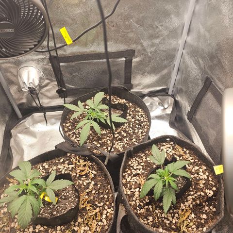 Mango Smile #3 growlog timeline photo