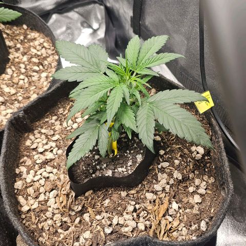 Mango Smile #3 growlog timeline photo
