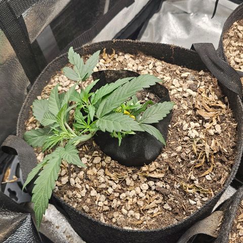 Mango Smile #3 growlog timeline photo