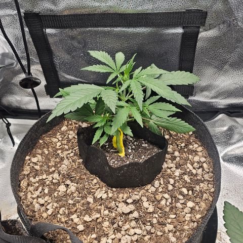 Mango Smile #3 growlog timeline photo