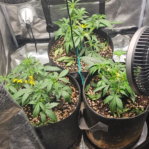 Mango Smile #3 growlog photo: Forgot to add the last log. But this time I defoliated a little bit and watered with recharge. 