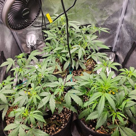 Mango Smile #3 growlog photo: Watered with recharge today. Plants are looking very good. 